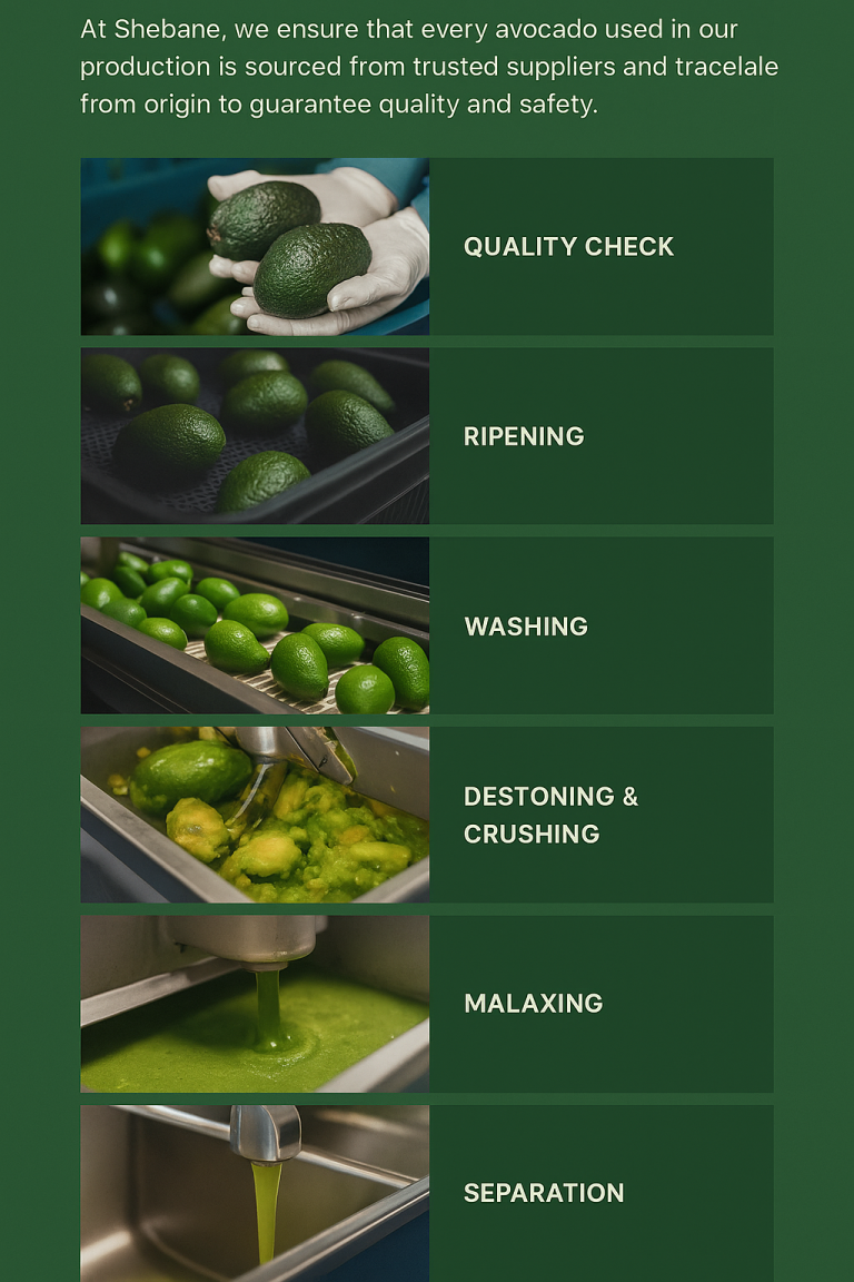 Infographic illustrating the step-by-step process of producing pure avocado oil at Shebane, including sourcing, ripening, crushing, malaxing, and oil separation without chemicals.