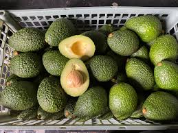 Ethiopian avocado farms